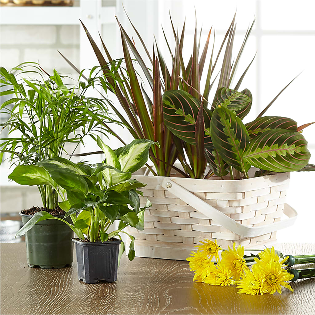Florist Designed Blooming and Green Plants in a Basket – Liberty Flower Farm, Forest VA