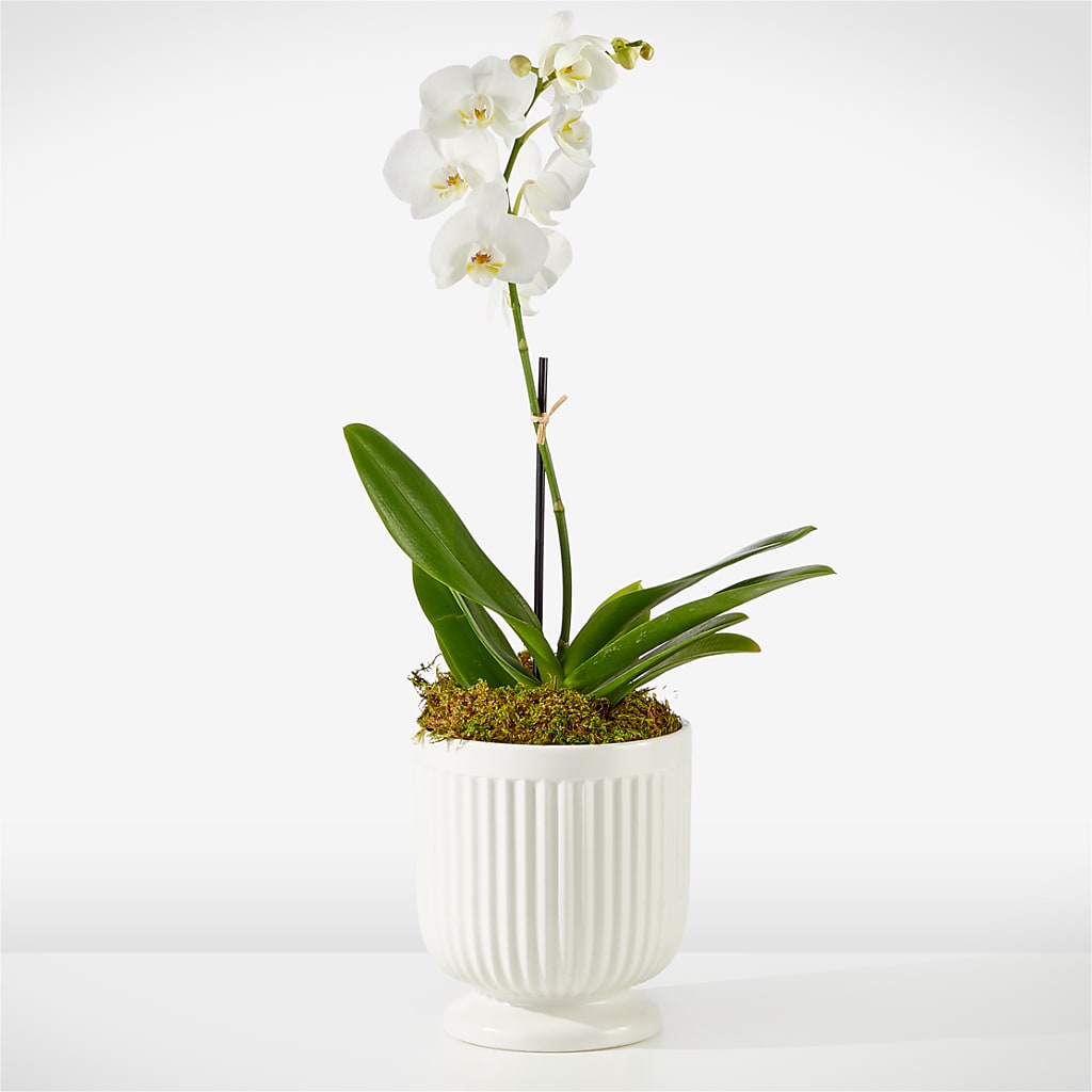 Whispering White Orchid – Liberty Flower Farm, Forest VA
