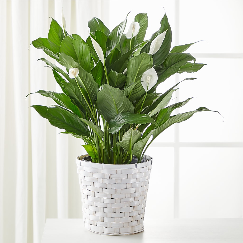 white flower farm indoor plants A New Leaf Peace Lily – white flower arrangement | Forest, VA