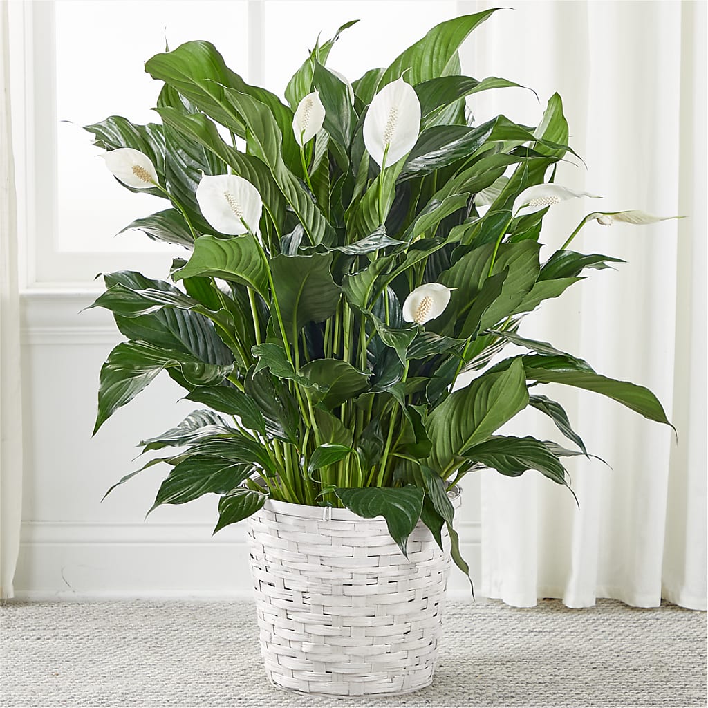 A New Leaf Peace Lily – Liberty Flower Farm, Forest VA