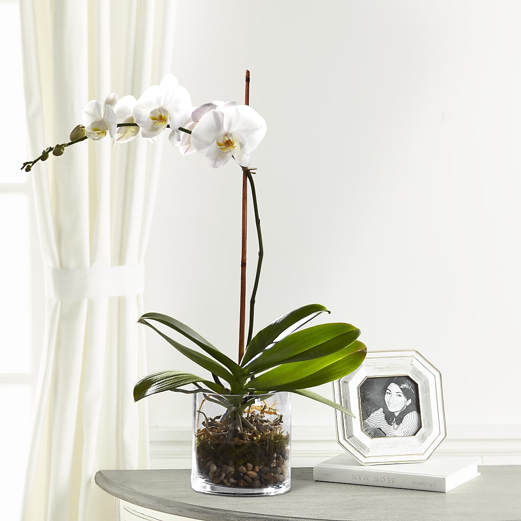 White Orchid Planter – Liberty Flower Farm, Forest VA