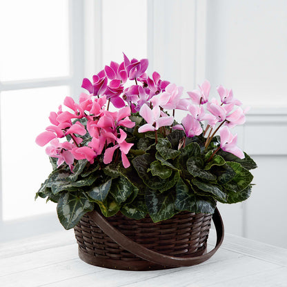 Mixed Cyclamen Planter –  Liberty Flower Farm, Forest VA
