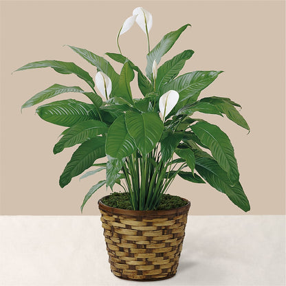 Tranquil Moments Peace Lily Plant –  Liberty Flower Farm, Forest VA