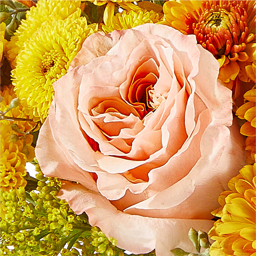 Peachy Pumpkin –  Liberty Flower Farm, Forest VA