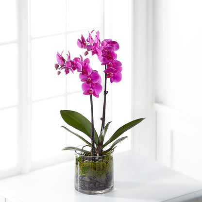 Pink Orchid Plant –  Liberty Flower Farm, Forest VA