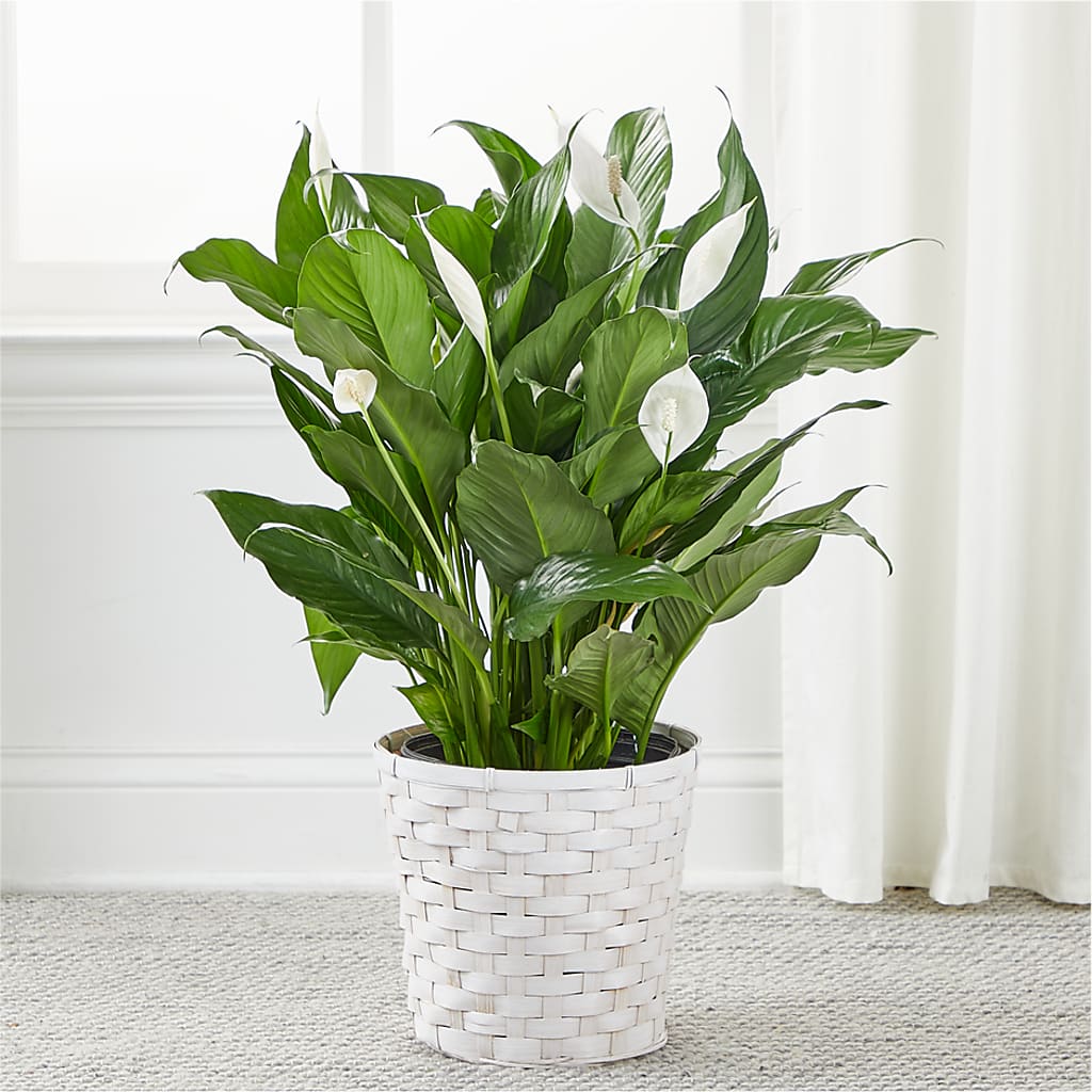 A New Leaf Peace Lily –  Liberty Flower Farm, Forest VA