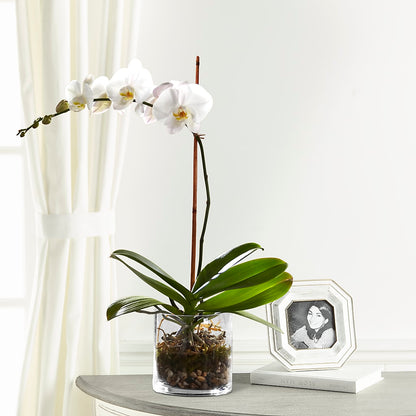 White Orchid Planter –  Liberty Flower Farm, Forest VA